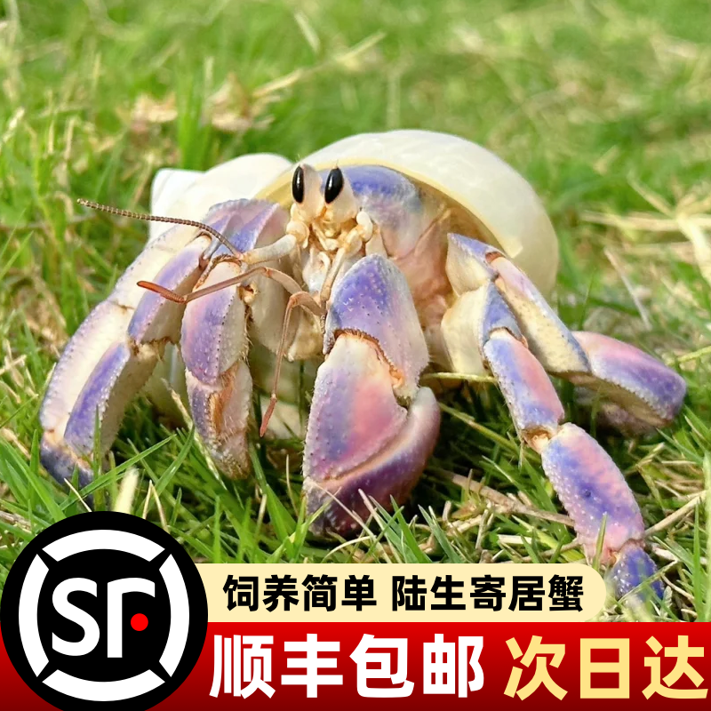 顺丰陆生寄居蟹活体好养新手入门宠物活物淡水桌面观赏蟹懒人宠物