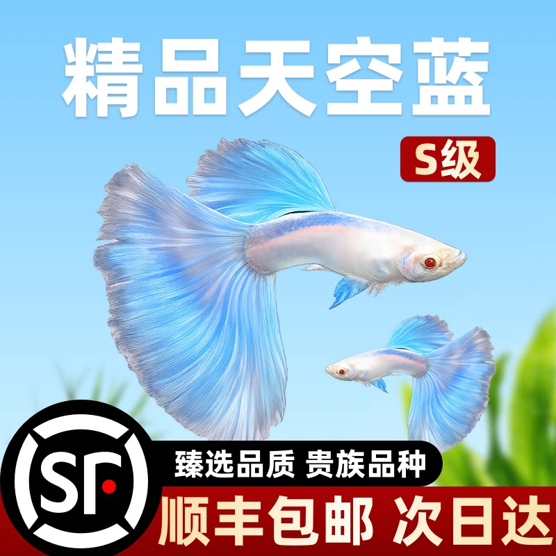 天空蓝孔雀鱼活鱼小型热带观赏鱼精品纯种好养耐活临产孕母小鱼苗