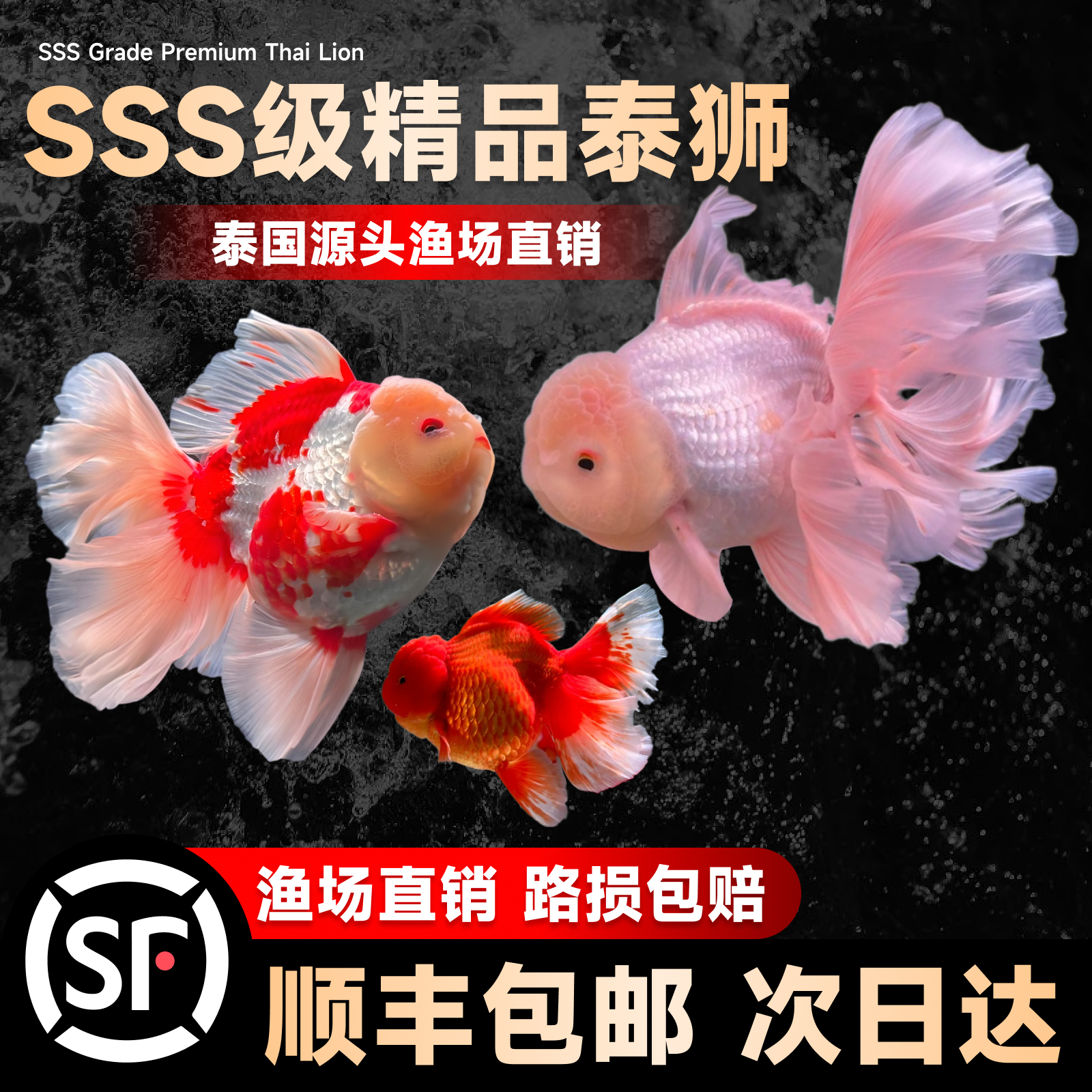 泰狮金鱼活鱼菠萝狮子头金鱼自来水好养耐活鱼冷水观赏鱼百褶泰狮