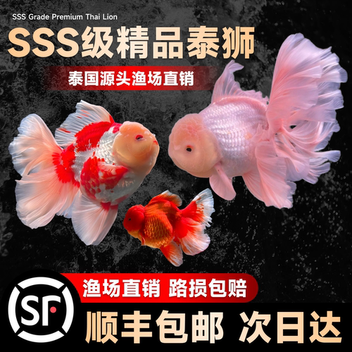 兰寿泰狮金鱼活鱼菠萝狮子头金鱼