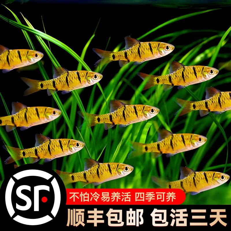 小鲃鱼中国斗鱼伴侣条纹小鲃冷水原生鱼耐寒淡水小鱼苗群游观赏鱼