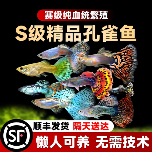耐活能生孔雀鱼顺丰包邮