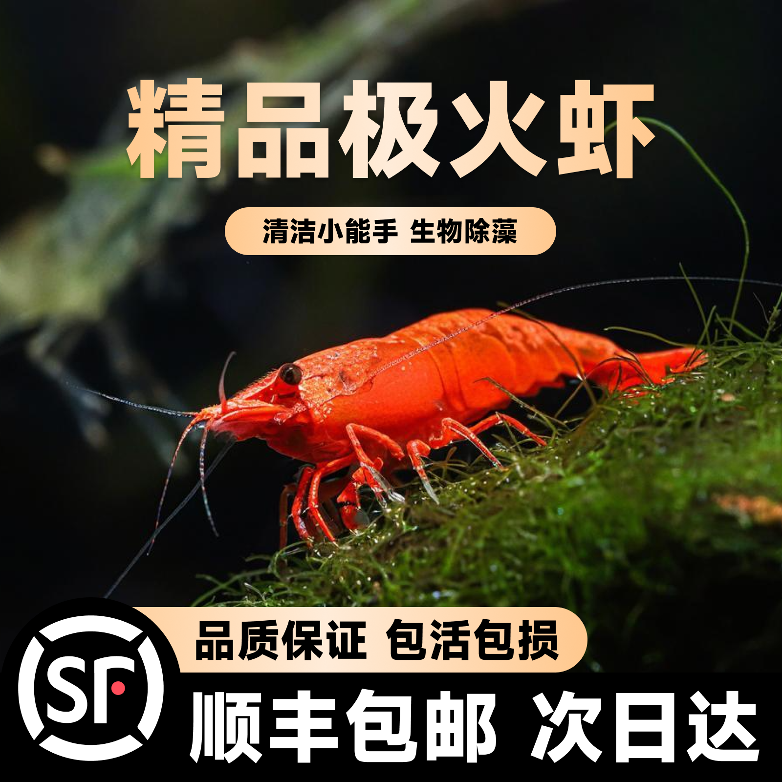 极火虾抱卵成年大号鲜活观赏淡水除藻虾黑壳虾清洁虾樱花虾水晶虾