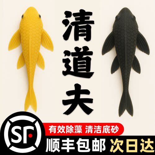 清道夫热带鱼观赏鱼吃屎垃圾粪便