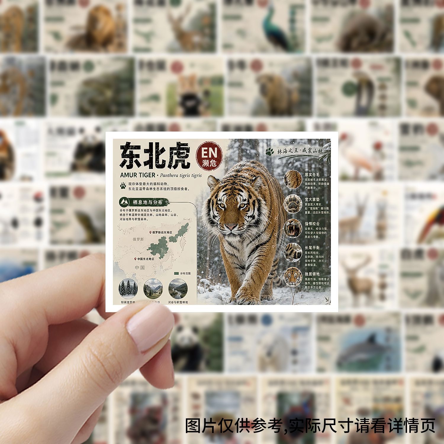 动物百科科普DIY封口贴纸