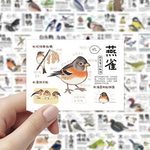 72张鸟类图鉴贴纸鸟类品种习性学习科普知识装饰手机DIY水杯贴画