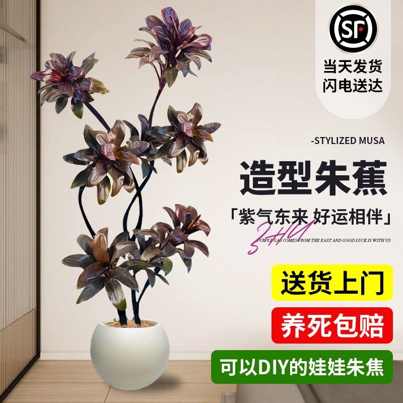 大型绿植娃娃朱蕉室内盆栽植物紫气东来客厅落地办公室四季好养活,鲜花速递/花卉仿真/绿植园艺,大型绿植/成品组合盆栽,淘宝优惠券,粉丝福利购,淘宝优惠卷
