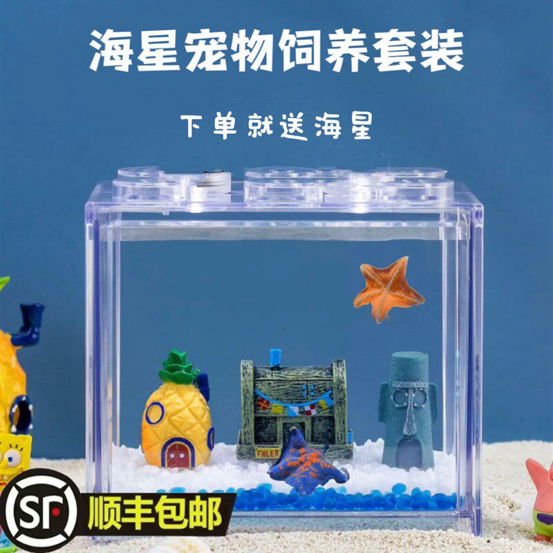 海星饲养套餐 桌面宠物小景观 桌面鱼缸造景解压 海燕海星 礼品
