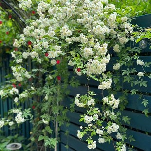 黄木香花爬藤开花庭院耐热耐寒植物墙白木香藤本花卉别墅拱门花架