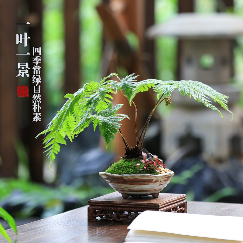 红磷蕨客厅一叶蕨办公室窗台小盆栽耐阴室内桌面净化空气蕨类植物