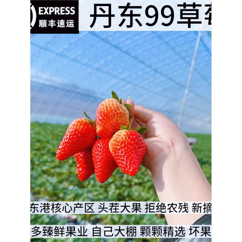 丹东99草莓新鲜水果奶油草莓红颜大礼盒孕妇牛奶辽宁东港久久顺丰,包装,水果包装,淘宝优惠券,粉丝福利购,淘宝优惠卷