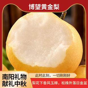 河南南阳方城博望黄金梨鸭梨新鲜脆甜现摘现发当季水果梨中秋礼盒
