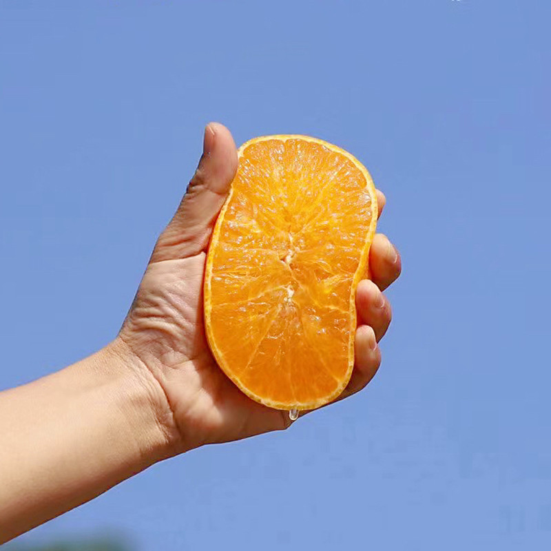 SF悟空家 红美人果冻橙 爱媛28号38号橙子新鲜水果柑橘蜜橘子
