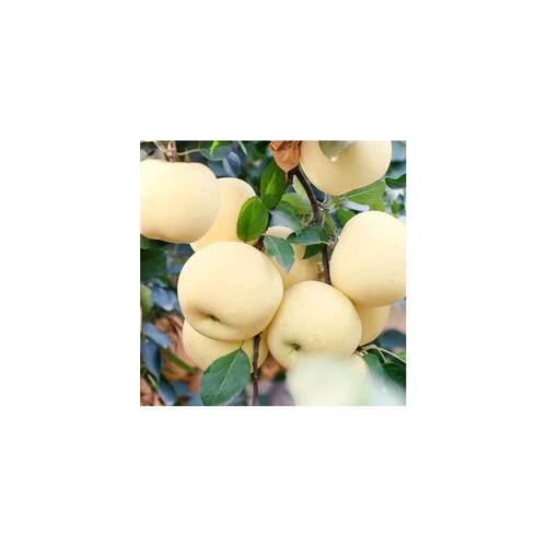 【下单立减50】黄金奶油