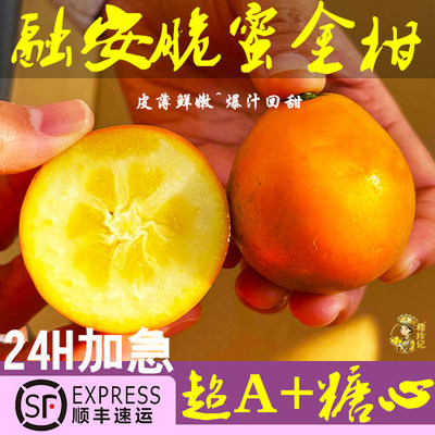 正宗广西融安第三代脆蜜