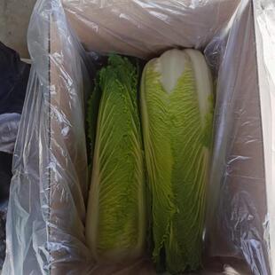 玉田二包尖大白菜玉田特产4000克(2颗)8000克(4颗)包邮
