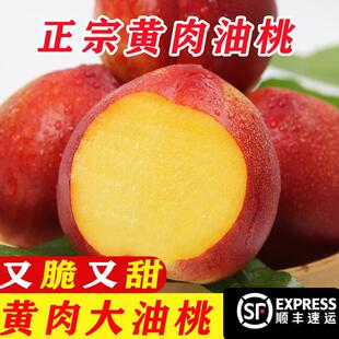 正宗砀山黄心麻点油桃新鲜油桃应季水果新鲜黄心脆油桃子整箱顺丰
