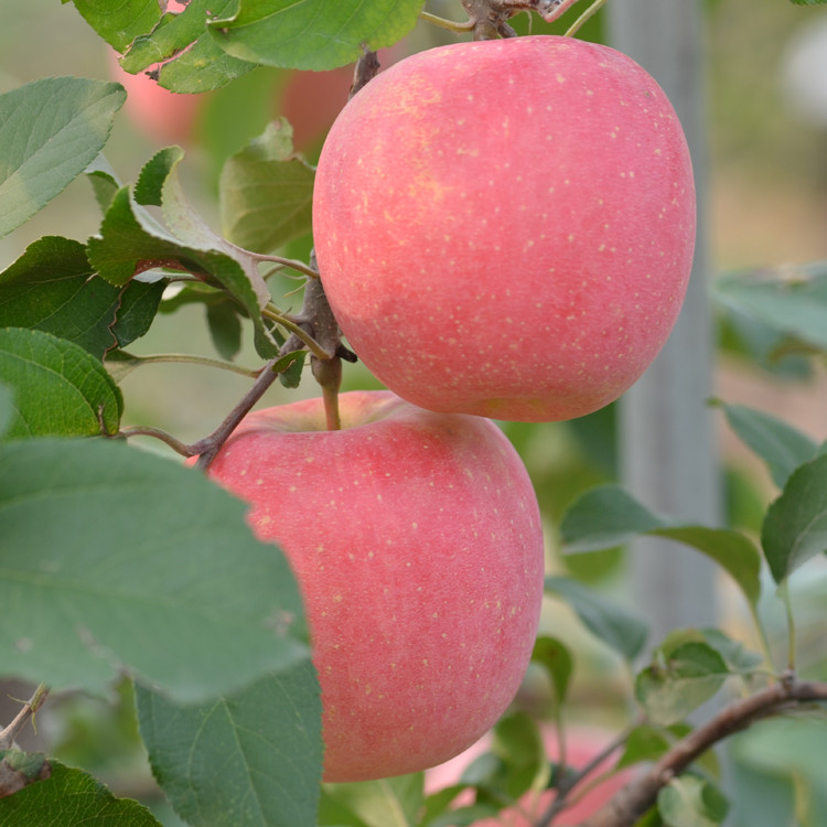 包邮2025北京昌平桃林 红富士苹果采摘 脆甜糖心净重8斤新鲜水果