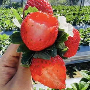现摘攀枝花露天草莓奶油草莓牛奶季新鲜孕妇水果草莓顺丰空运包邮