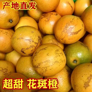 云南哀牢山褚橙之乡甜橙花斑果10斤包邮新鲜水果现摘花皮冰糖橙子
