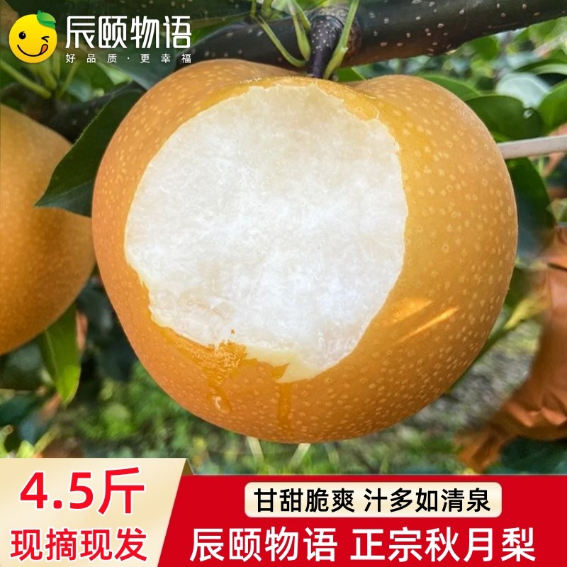 正宗秋月梨子新鲜水果莱西梨黄梨莱阳梨甜山东南水梨