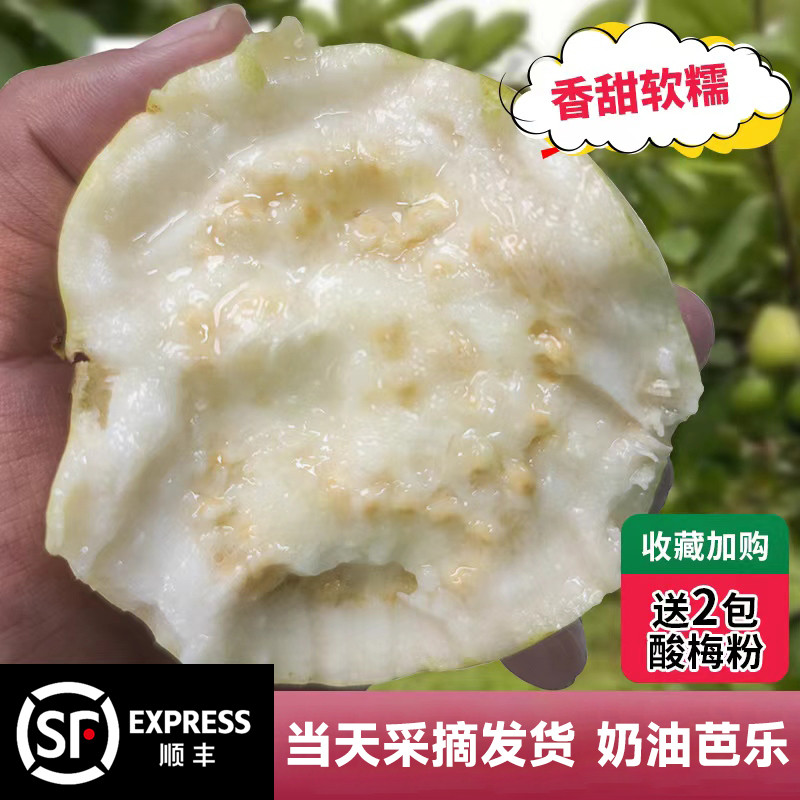 臻自在漳州奶油芭乐低糖水果新鲜当季整箱番石榴白心巴乐软糯