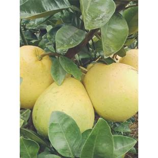 当季新鲜现摘晶沙柚江西特产井冈蜜柚白心柚子薄皮纯甜孕妇水果