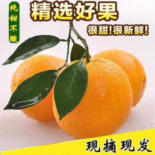 湖南特产道州脐橙江永特产孕妇水果新鲜橙子超甜