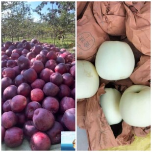 甘肃天水花牛苹果黄元帅苹果各一半整箱10斤包邮新鲜水果当季苹果