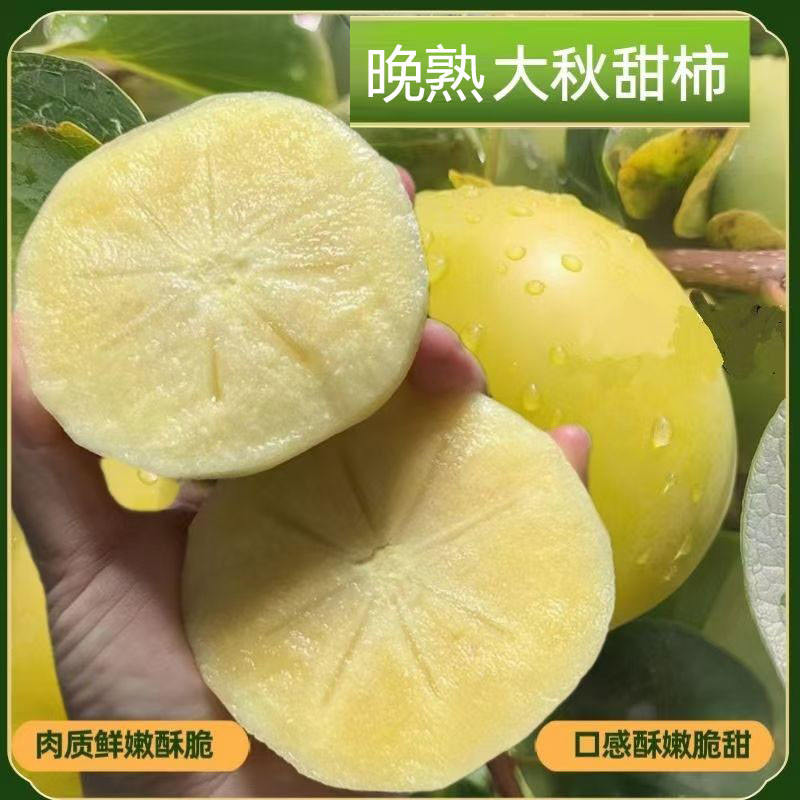 广西桂林恭城太秋甜柿早熟新品种孕妇小孩时令新鲜正宗大秋脆柿子