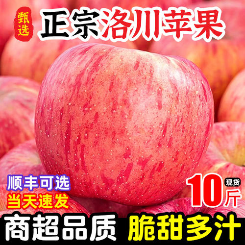 正宗陕西洛川苹果水果新