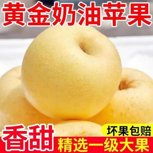 山东烟台奶油富士苹果奶油苹果新鲜水果黄金当季整箱冰糖心丑苹果