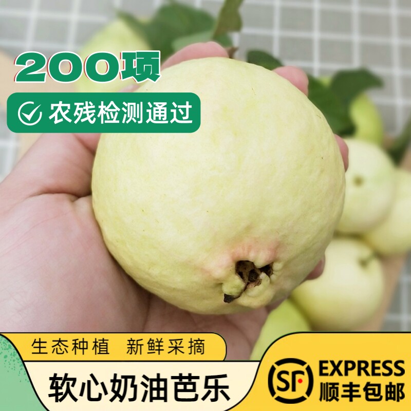 广东奶油芭乐5斤软糯番石榴软心鸡屎果白心巴乐新鲜水果整箱包邮3