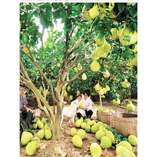 正宗江永香柚老树沙田柚湖南永州特产纯甜新鲜水果非梅州容县柚子