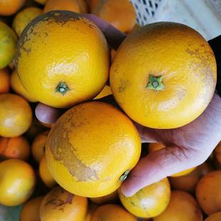 云南本味新平哀牢山花斑果冰糖橙9装新鲜水果非褚橙高原王子橙