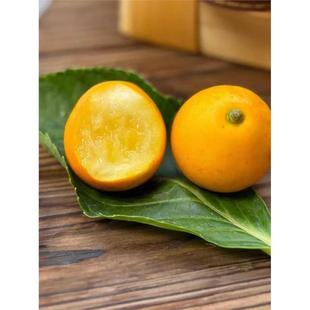 广西融安脆蜜金柑橘第三代脆蜜金桔鲜果大金桔高端礼盒现摘现发
