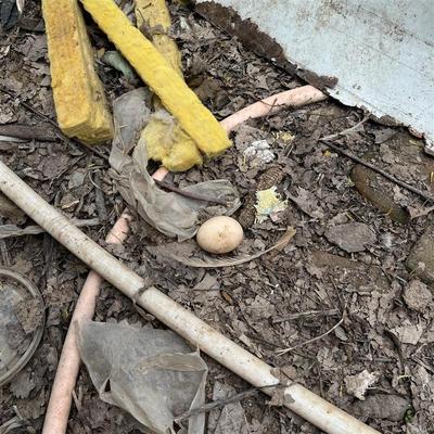 农家鸡蛋新鲜现下现煮正宗农家散养土鸡蛋非饲料