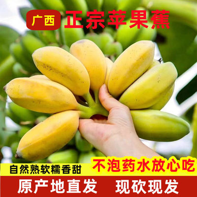 正宗广西苹果蕉9斤装粉蕉