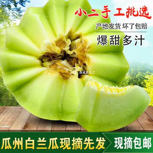 甘肃蜜瓜香瓜白兰瓜瓜州哈密瓜白兰瓜银蒂网纹瓜新鲜现摘整箱水果
