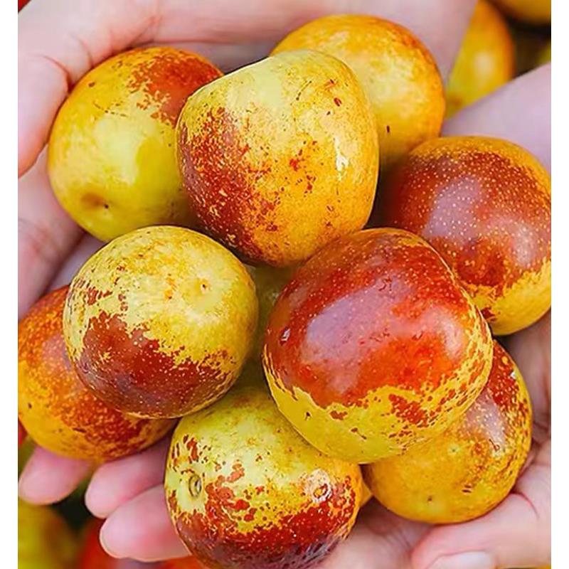 黄骅冬枣新鲜大果脆甜河北沧州特产大红枣子顺丰5斤包邮