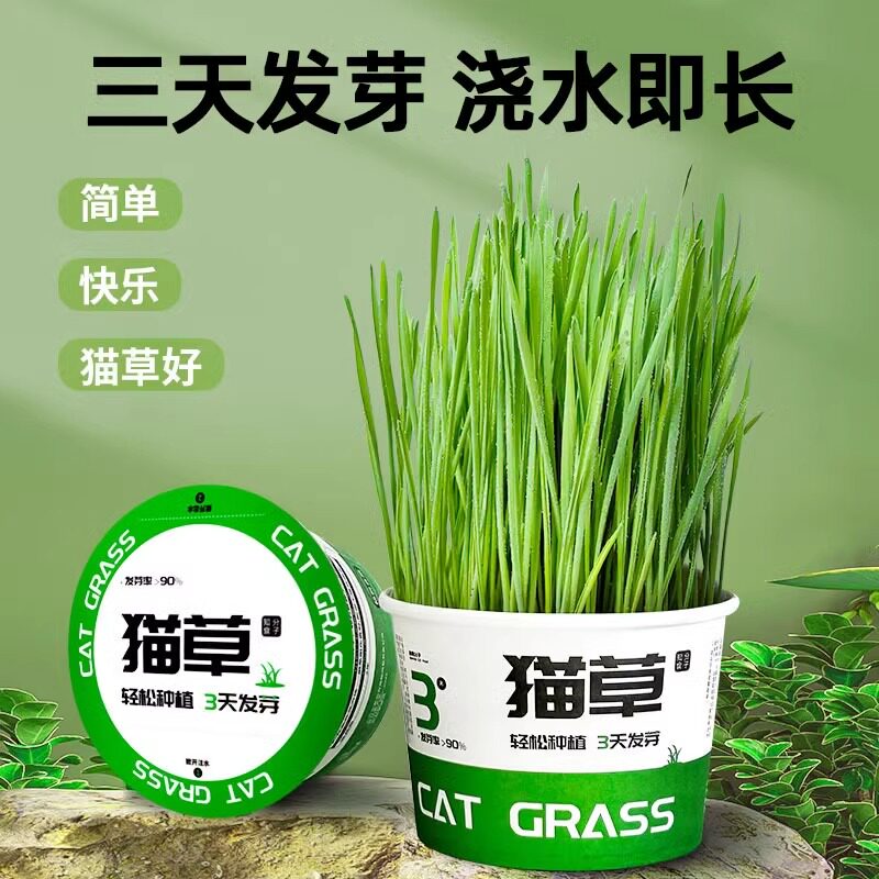 懒人猫草盆栽小麦种植盒泡面猫草水培盆毛球化毛草零食罐猫咪用品