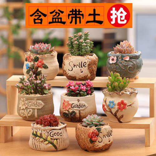 多肉植物含盆土组合桌面室内小盆栽陶瓷花盆老桩玉露桃蛋肉肉