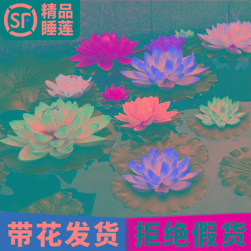 睡莲水培植物荷花带花水池塘莲花根块水养花卉盆栽碗莲花根茎带芽