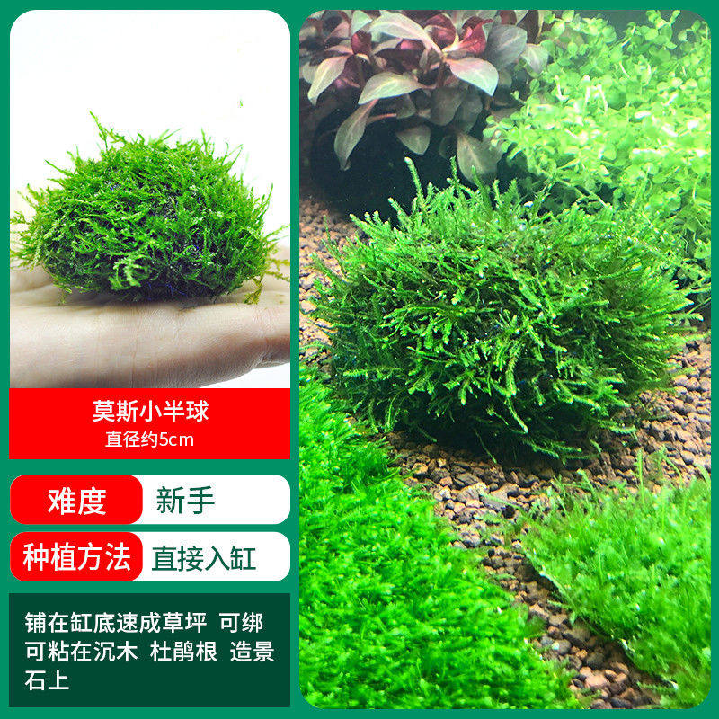鱼缸莫斯水草植物活体慕斯片散装莫丝树球沉木大三角垂泪前景