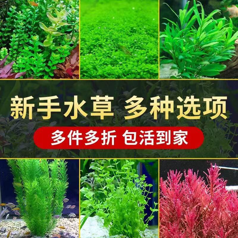鱼缸水草植物真草造景套餐蜈蚣阴性增氧趴地矮珍珠活懒人水榕