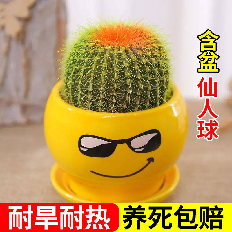 仙人球小盆栽仙人掌科办公电脑桌面防辐射多肉植物绿植花卉好