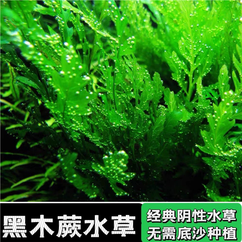 矮种黑木蕨黑木蕨细叶铁叉叶水下叶阴性水草沉木水草需二氧