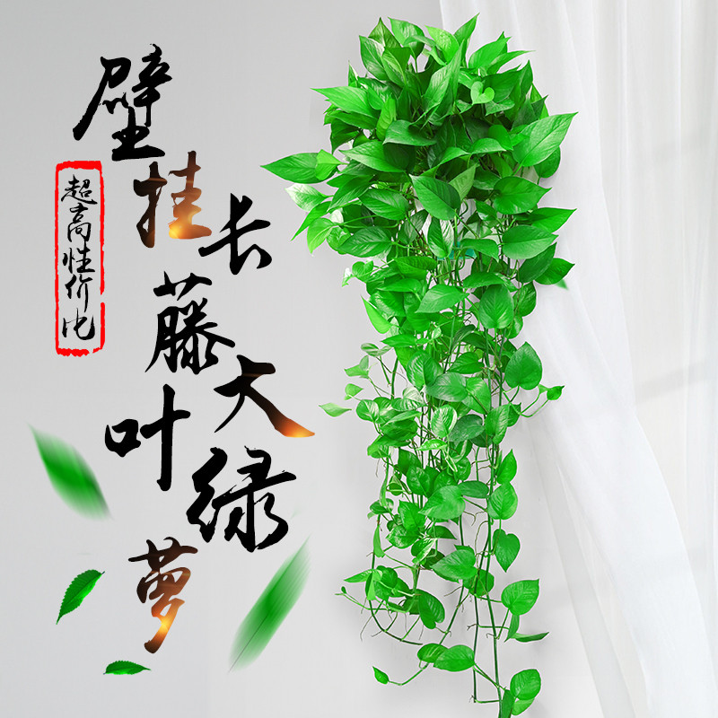 绿萝长藤垂吊室内盆栽客厅除甲醛植物水培绿箩新房去甲醇净化