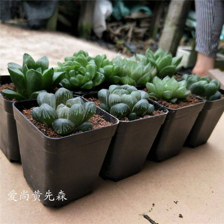 多肉植物 玉露姬寿组合 姬玉露等8个种18.8 新手套餐 原盆