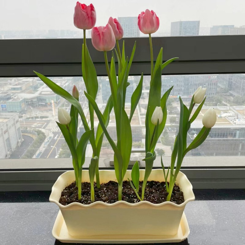 加厚波浪边长方形花盆长条盆阳台花卉植物多肉绿植郁金香塑料花槽